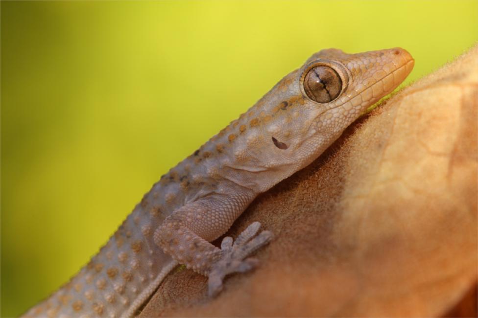 Salamanquesa (Tarentola mauritanica)